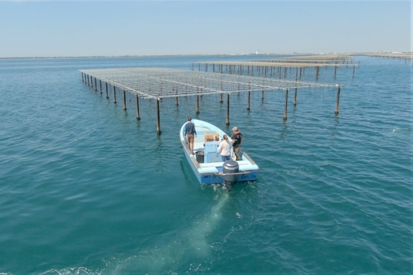parc-huitre-ostreiculture-bateau-carteau-3