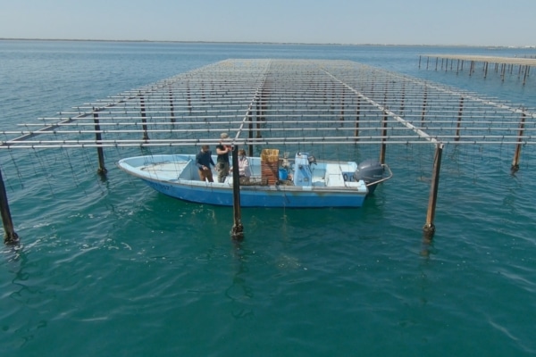 parc-huitre-ostreiculture-bateau-carteau