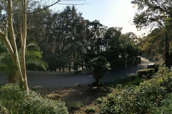 parc-villa-valmer-arbres-min