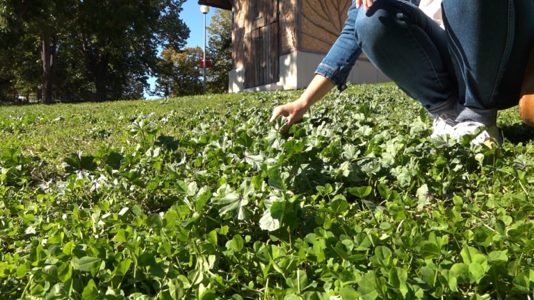 Vidéo – Initiez-vous à la cueillette des plantes comestibles au parc Longchamp