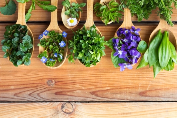 plantes-comestibles-gastronomie