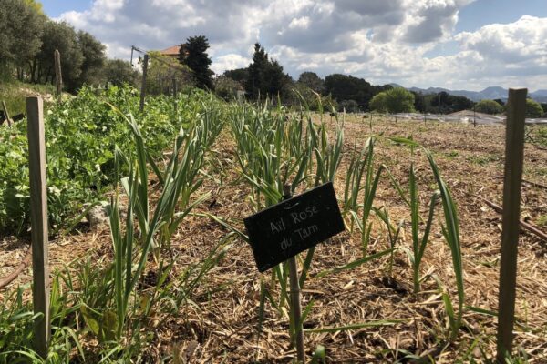 potager-colineo-agroecologie-restanque