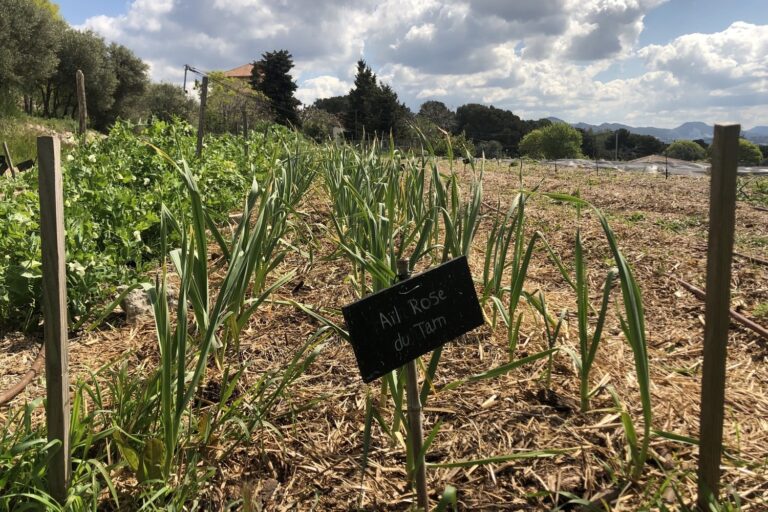 Qui Vive, le nouveau média écolo né à Marseille veut pousser en Provence
