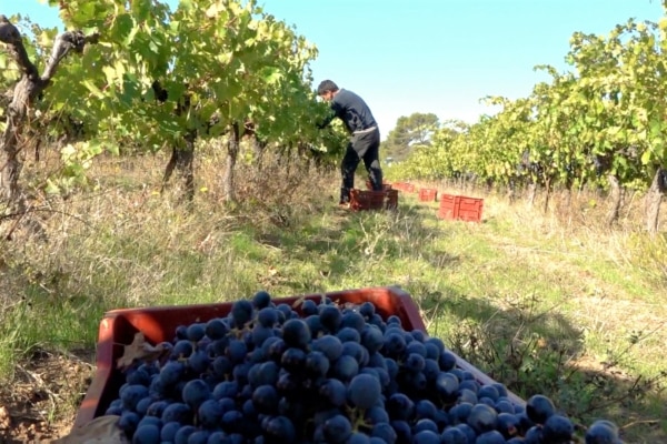 raisin-vigne-vendange-main-vin-caisse0