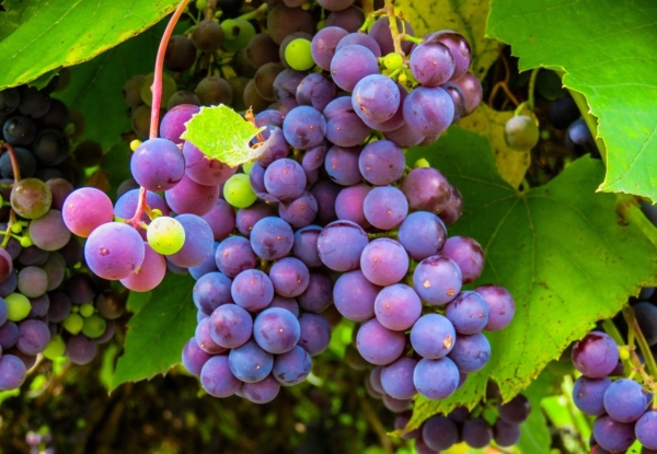 vendange-vin-vigne