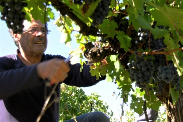 vigne-vendange-saint-cannat-villa-minna-jean-paul-luc0