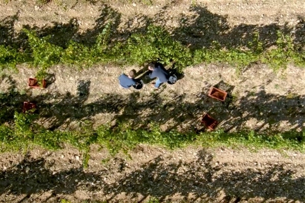 vigne-vendange-vin-provence-drone-saint-cannat-10
