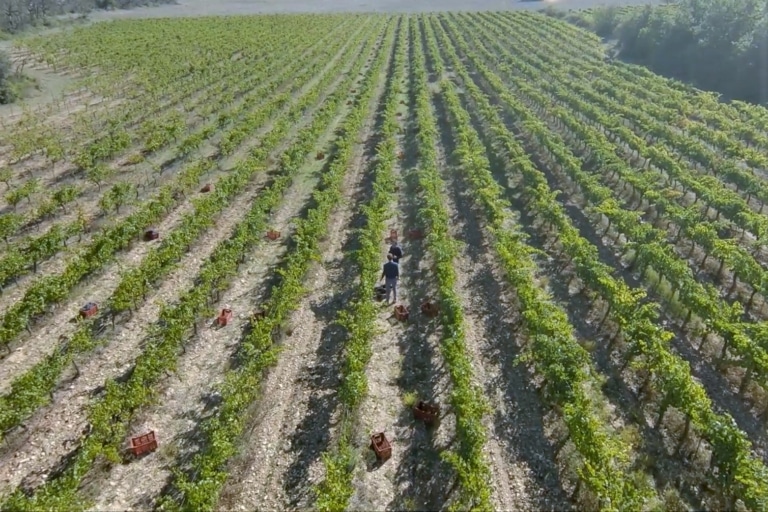“Sur les routes de Provence” : Vendanges à la main dans les vignes bio de Saint-Cannat