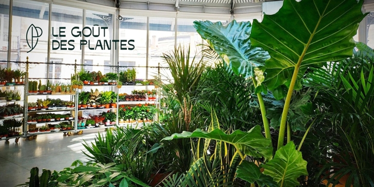 Le Goût des Plantes : un nouveau marché de végétaux à petits prix s&rsquo;installe à Marseille