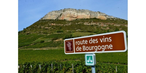vin-bourgogne-oenologie