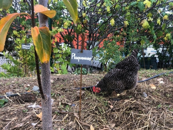 poule-jardin-talus-marseille-potager-600×450