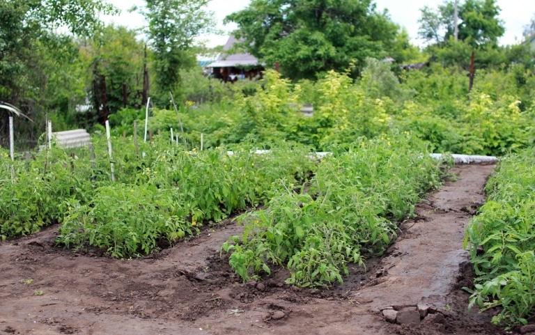 L&rsquo;Etat propose 500 000 euros d&rsquo;aides pour développer les jardins partagés du département