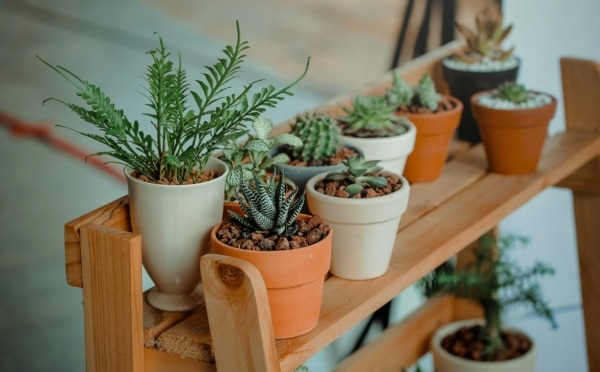 echange-plante-atelier-blancarde