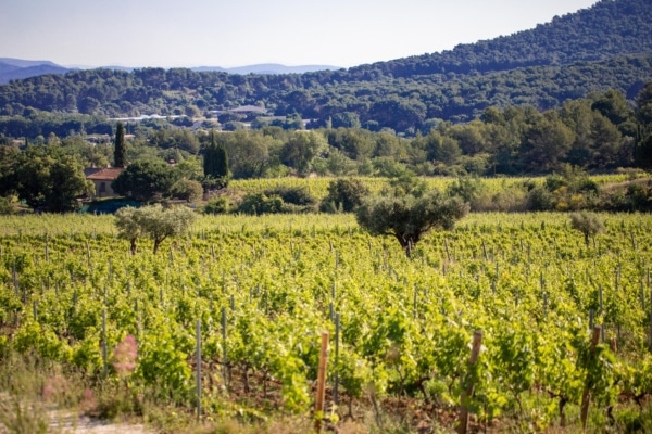 navicelle-vignoble-soutien-restaurateur