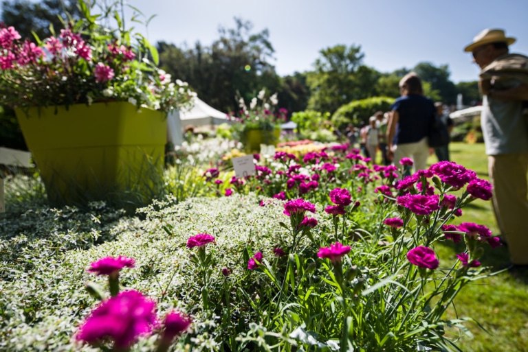 À Bouc-Bel-Air, les Journées des plantes d&rsquo;Albertas reviennent pour leur 28e édition