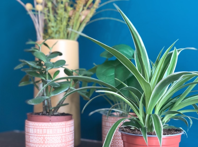 La grande vente de plantes à prix mini revient aux Docks Village