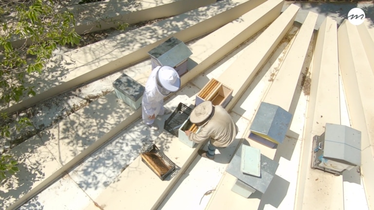 [Vidéo]  « Sur les routes de Provence » épisode 2 : Des abeilles sur les toits de Marseille