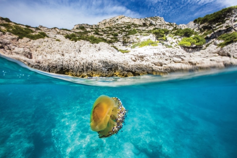 Congrès mondial de la nature de l&rsquo;UICN : Marseille territoire de solutions