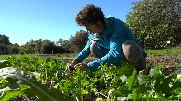 Reportage : Rémy, jeune maraîcher, cultive des légumes bio dans les quartiers Nord de Marseille