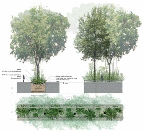 Pinede-Geze-requalification-vegetal
