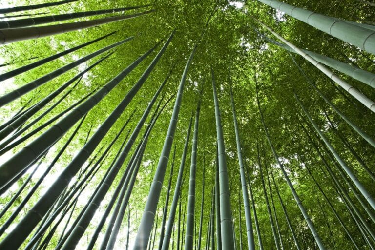 Bamboo for life voit plus grand avec le groupe NGE pour assainir les eaux usées