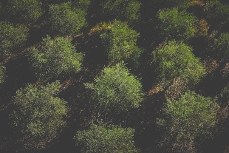 À Aix, Cearitis crée son verger pour tester ses solutions agroécologiques durables