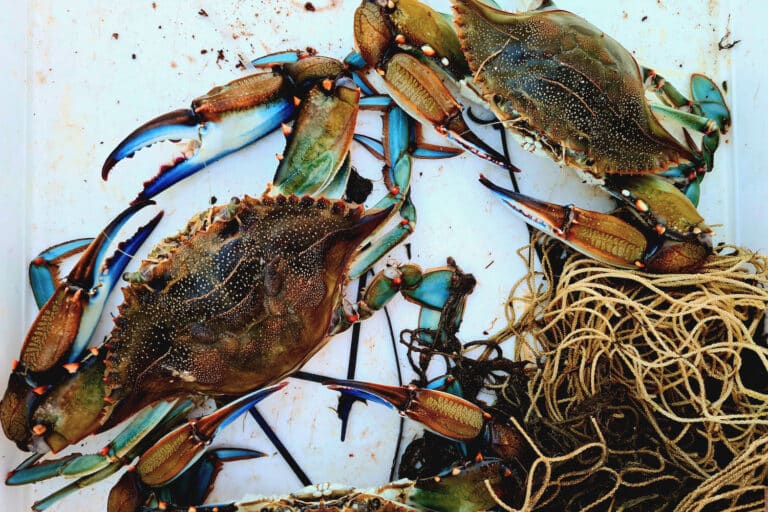 La lutte contre le crabe bleu en Méditerranée, un plat qui se mange chaud