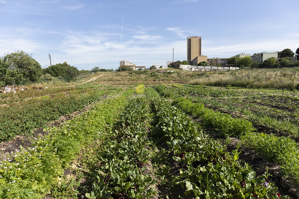 Ferme Capri dans le 15e Marseille. Mais