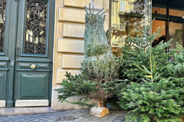 sapins-noel