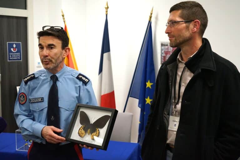 une saisie de papillons par les douanes de marseille