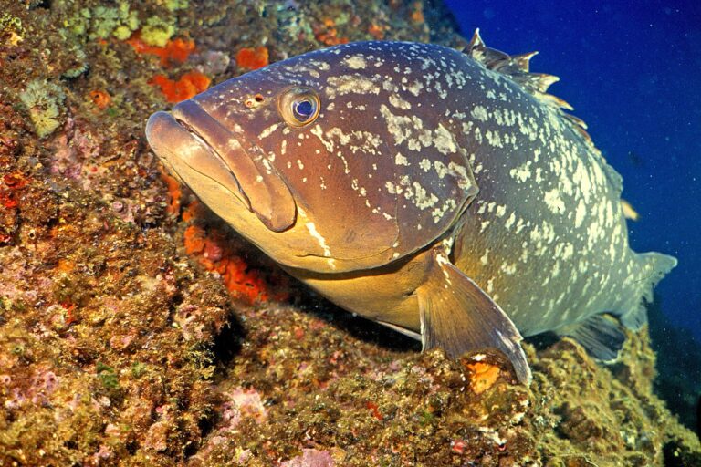 Améliorer ses connaissances sur la biodiversité marine avec l’application « What the fish ? »
