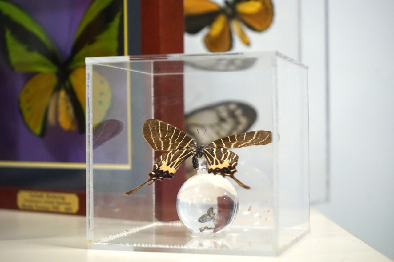 papillons, Les papillons rares saisis par les douanes de Marseille finiront au mus&eacute;e, Made in Marseille