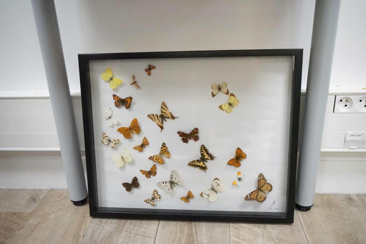 papillons, Les papillons rares saisis par les douanes de Marseille finiront au mus&eacute;e, Made in Marseille