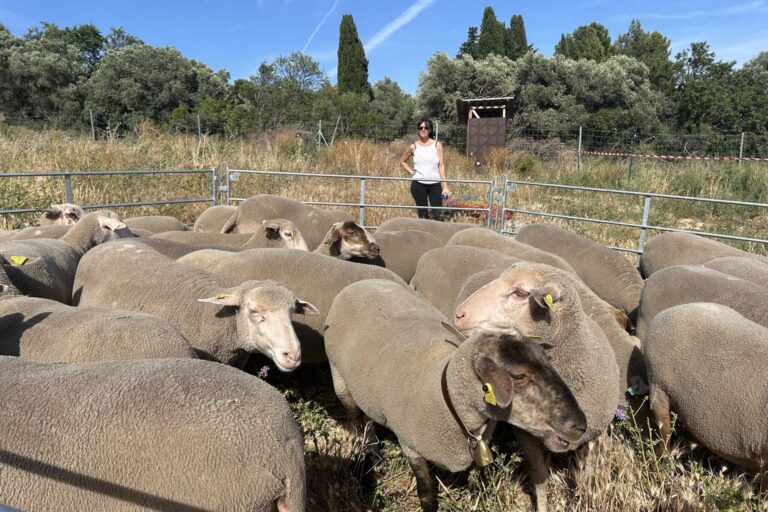 Vidéo | Les moutons marseillais partent en transhumance pour défendre le pastoralisme