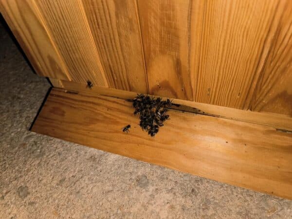 abeilles-montolivet (2)
