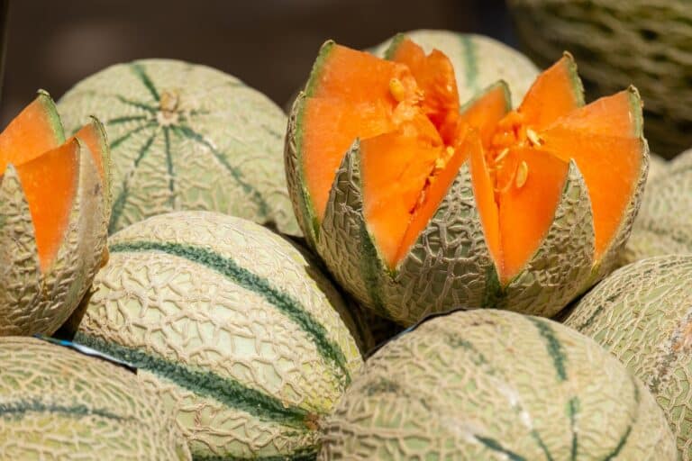 melon de cavaillon