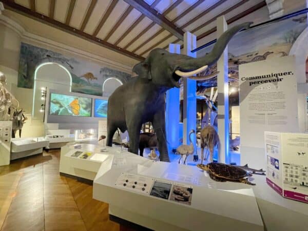 animaux-musee-histoire-naturelle-longchamp