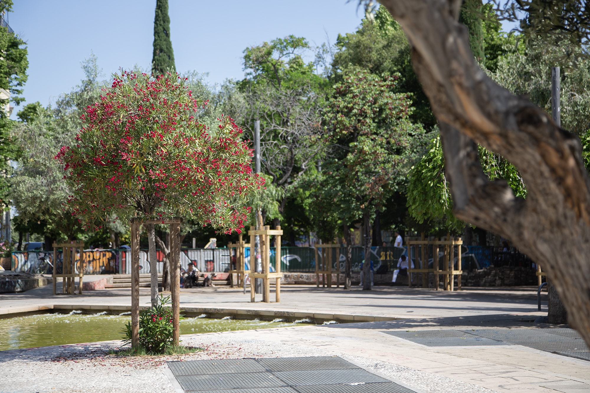 arbres cours julien