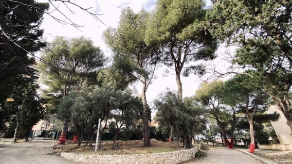 arbres-parc-comerie-marseille