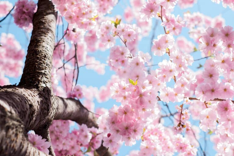 Vidéo | Balade à Borély au coeur du jardin japonais en fleurs