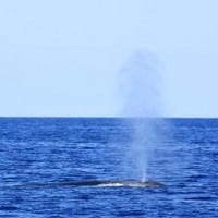 baleine-cetace-mediterranee-sanary