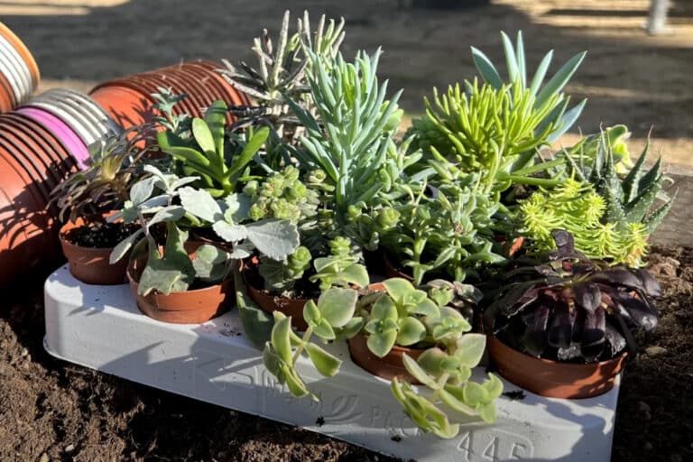 Mimosalia, le rendez-vous des passionnés de plantes rares à Bormes-les-Mimosas