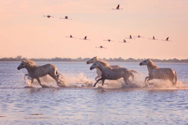 camargue-chevaux-oiseaux