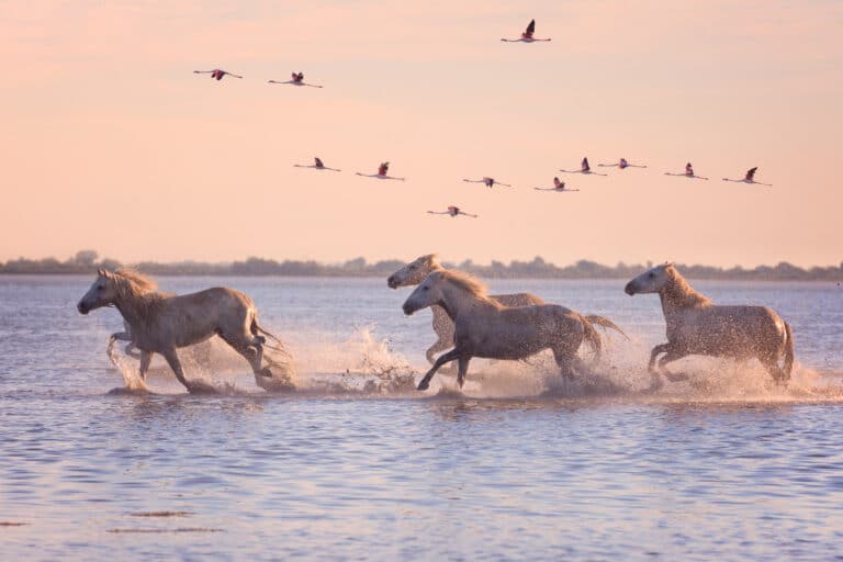 Ce samedi, la Camargue s&rsquo;invite aux Docks Village pour une journée festive