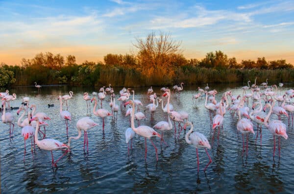 camargue-flamants-roses
