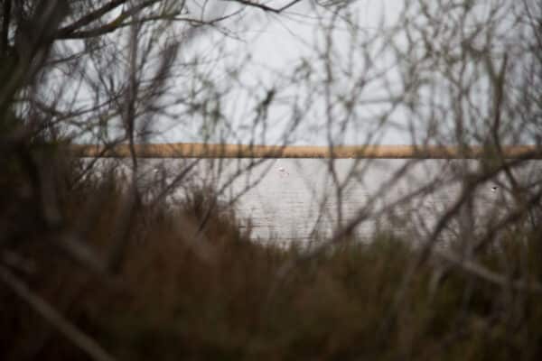 Camargue, Camargue : Trois sites pour observer les oiseaux hors des sentiers battus, Made in Marseille