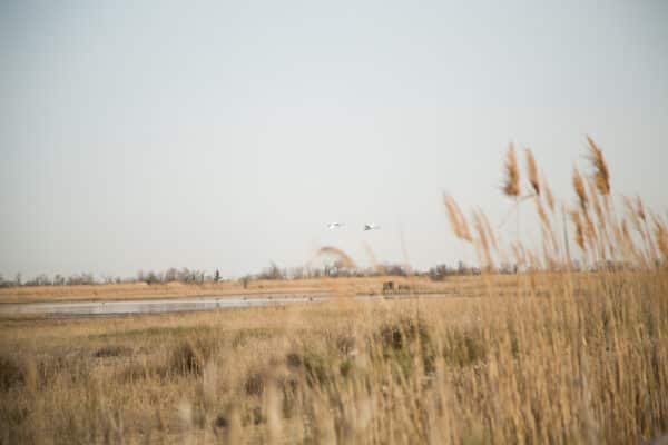 Camargue, Camargue : Trois sites pour observer les oiseaux hors des sentiers battus, Made in Marseille