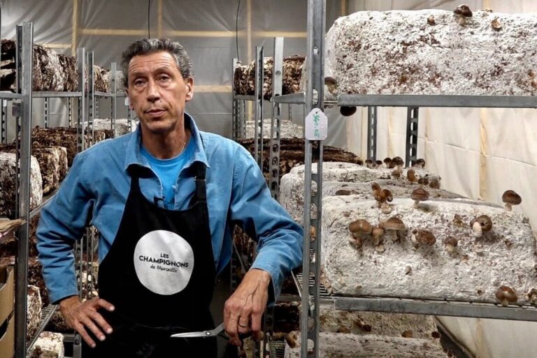 Vidéo | Des champignons de Marseille produits dans les quartiers Nord