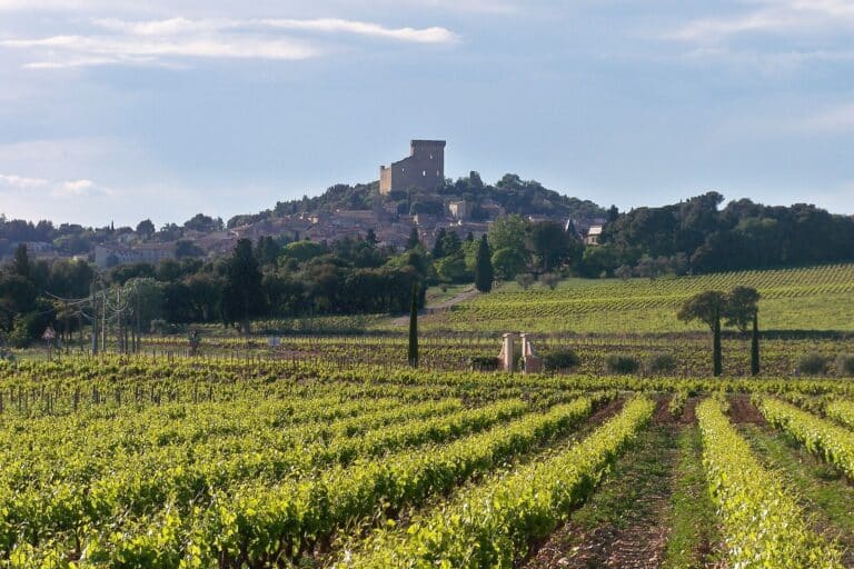 Châteauneuf-du-Pape : 20 hectares de vignes sanctuarisées pour les viticulteurs locaux