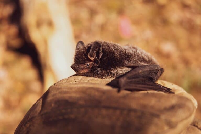 Inveo crée un gîte connecté pour préserver l&rsquo;habitat des chauves-souris
